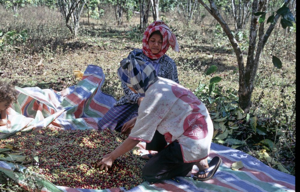 Laos kaffe